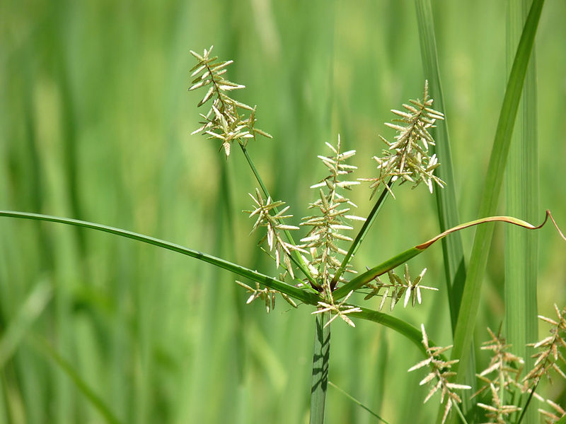 Cyperus rotundus